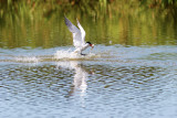 Skräntärna - Caspian Tern (Hydroprogne Caspia)