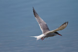 Fisktärna - Common Tern (Sterna Hirundo)