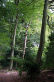 Oxfordshire Wood