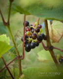Oct 4: Grapes
