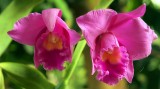 Close up of these wild Orchid Twins