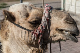 A chance acquaintance along the way