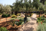 Garden of Gethsemane