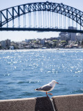 The harbour