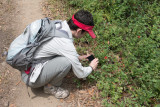 Ania taking pictures of woodland strawberries growing along the trail