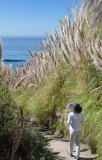 Under the wings of Pampas grass