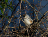 Backyard birding IV