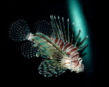 Lion  Fish