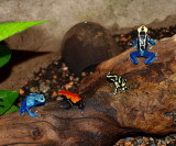  4  Poison Dart Frogs