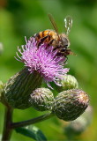 Honey  Bee