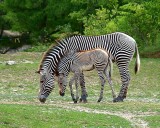  Toronto Zoos new baby zebra