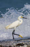 Snowy Egret