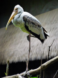 Stork.jpg