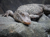 Yangtze-Alligator.jpg