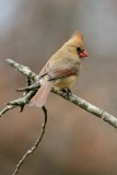 Northern Cardinal Female