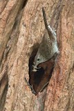 House Wren in redwood nest with insects