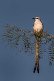 Sissor-tailed flycatcher