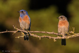 Western Bluebirds Male and Female