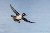 Female Bufflehead in flight