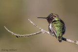 Anna Hummingbird