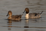 Northren Pintail Female and Male