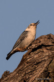 White breasted Nuthatch 