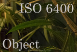 Office Tree at ISO6400 _HFB6189-EditMaskPB-2.jpg