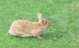 Jericho bunny showing no fear