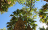 Palm canopy in the Canyon