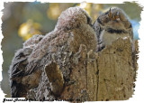 20130507 494 SERIES -  Great Horned Owls.jpg