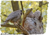 20130507 258 SERIES -  Great Horned Owls.jpg