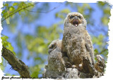 20130507 763 Great Horned Owls.jpg