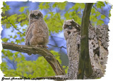 20130509 214 SERIES - Great Horned Owl.jpg