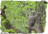 20130513 992 Great Horned Owlet .jpg