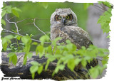 20130513 1054 Great Horned Owlet.jpg