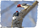 20130504-1 341 Red-headed Woodpeckers.jpg