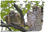 20130513 060 SERIES - Great horned Owlets.jpg