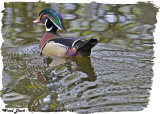20130510 104 Wood Duck.jpg