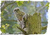 20130508 064 SERIES - Great Horned Owlet.jpg