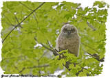 20130516 219 SERIES -  Great Horned Owlet.jpg