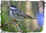 20130527 096 Blackpoll Warbler.jpg