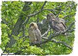 20130620 663 SERIES -  Great Horned Owlets 1c1.jpg