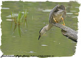 20130624 121 SERIES -  Black-crowned Night Heron.jpg