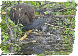 20130624 458 Beaver.jpg