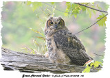 20130702 105 Great Horned Owlet3 1r1.jpg