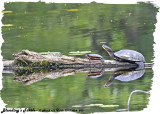 20130624 563 SERIES -  Blandings  and PaintedTurtles.jpg