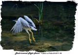 20130719 495 SERIES -  Black-crowned night Heron3.jpg