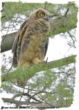 20130626 271 Great Horned Owlet.jpg