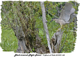 20130708 688 SERIES - Black-crowned Night Heron.jpg