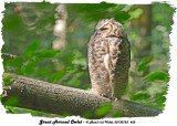 20130723 452 SERIES - Great Horned Owlet .jpg